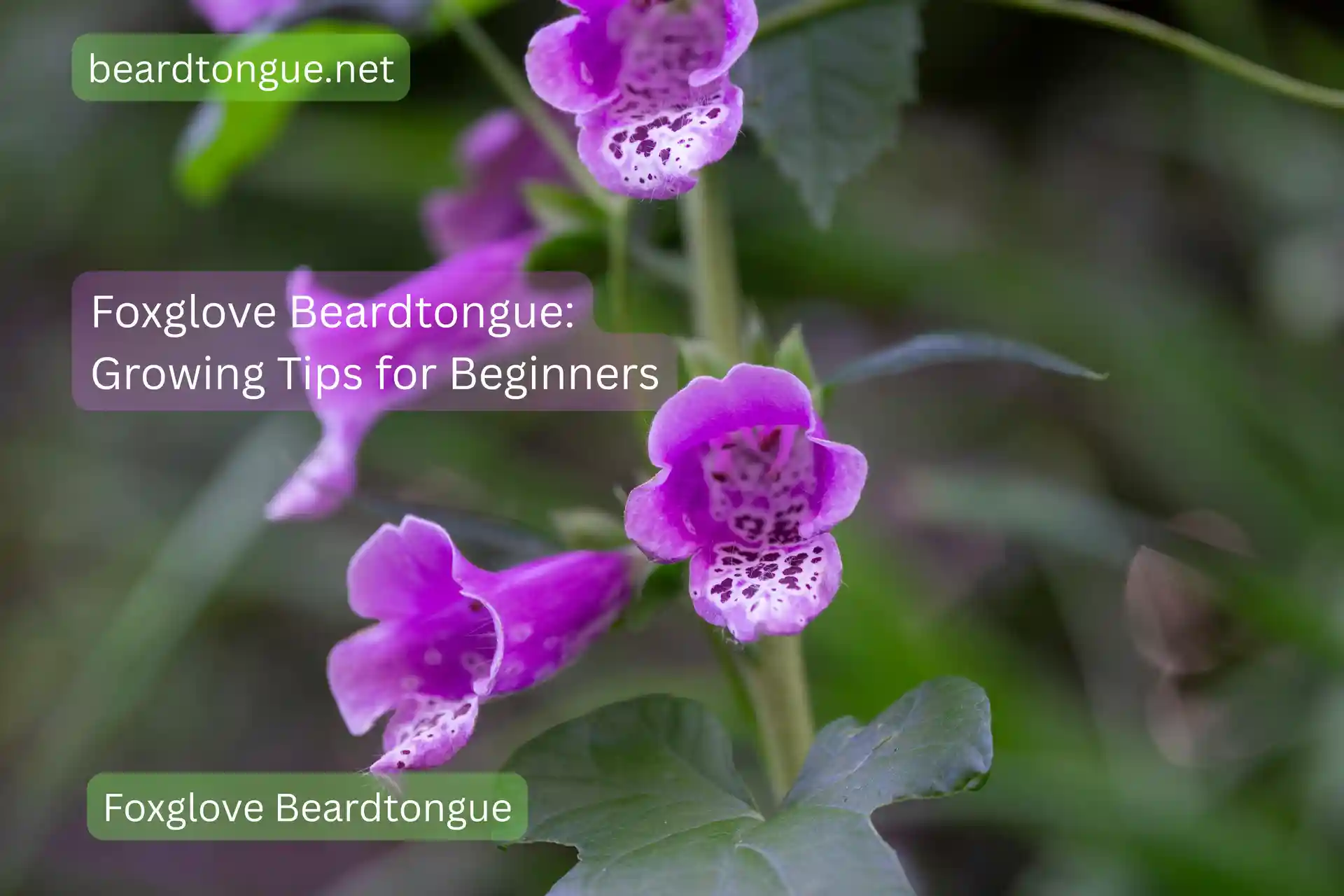 Foxglove Beardtongue