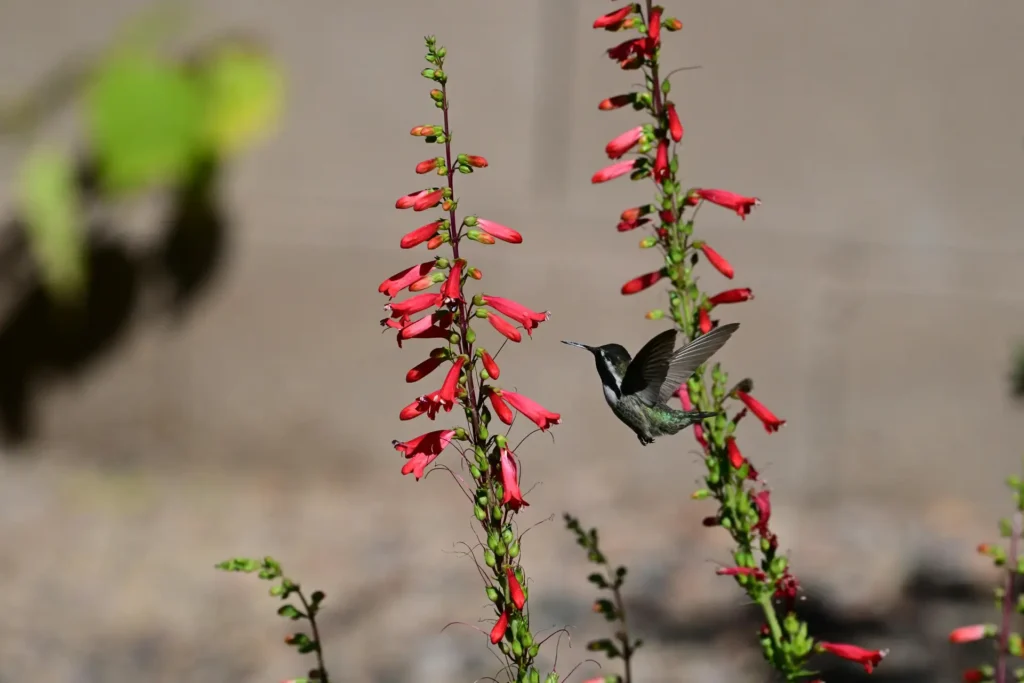 beardtongue wildflower blooming in a garden attracting pollinators